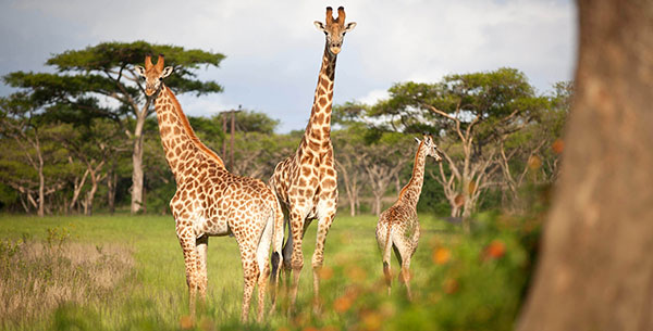Giraffes at Karkloof